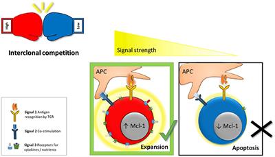 Cheating the Hunger Games; Mechanisms Controlling Clonal Diversity of CD8 Effector and Memory Populations